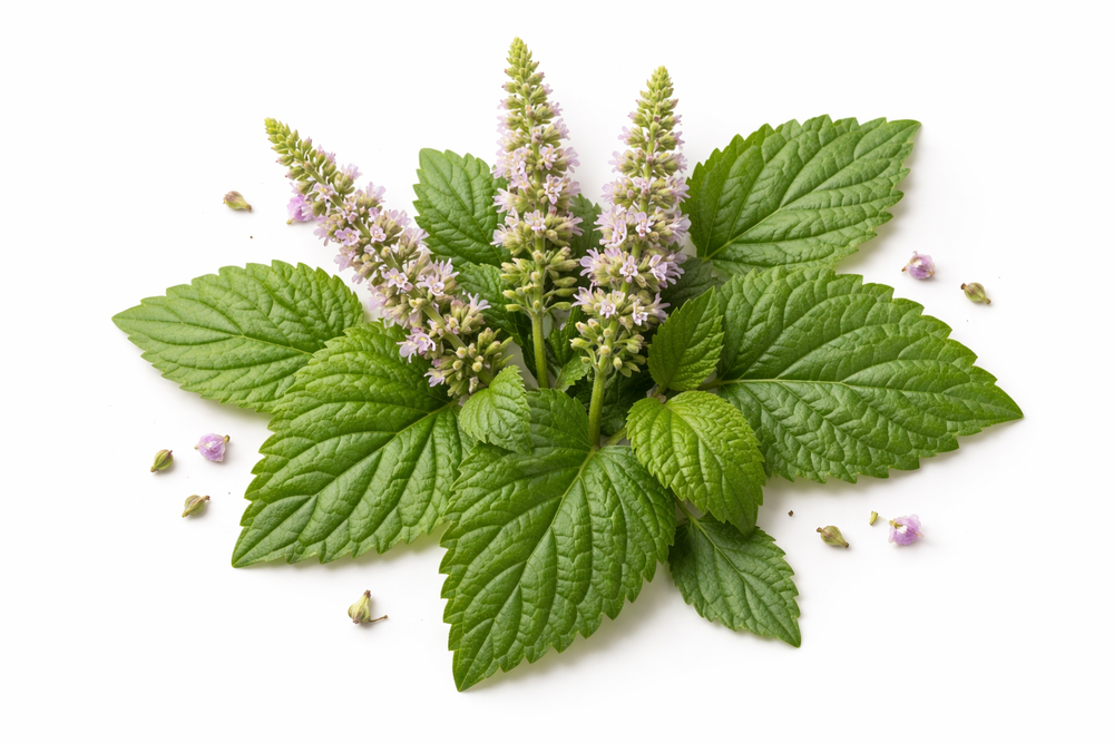 Patchouli