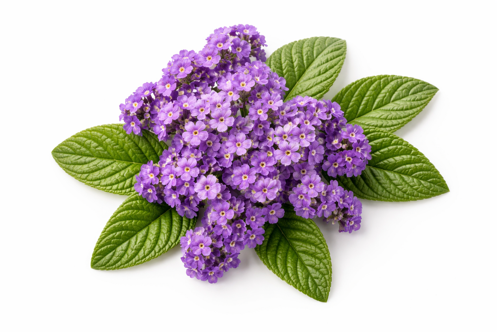 Heliotrope