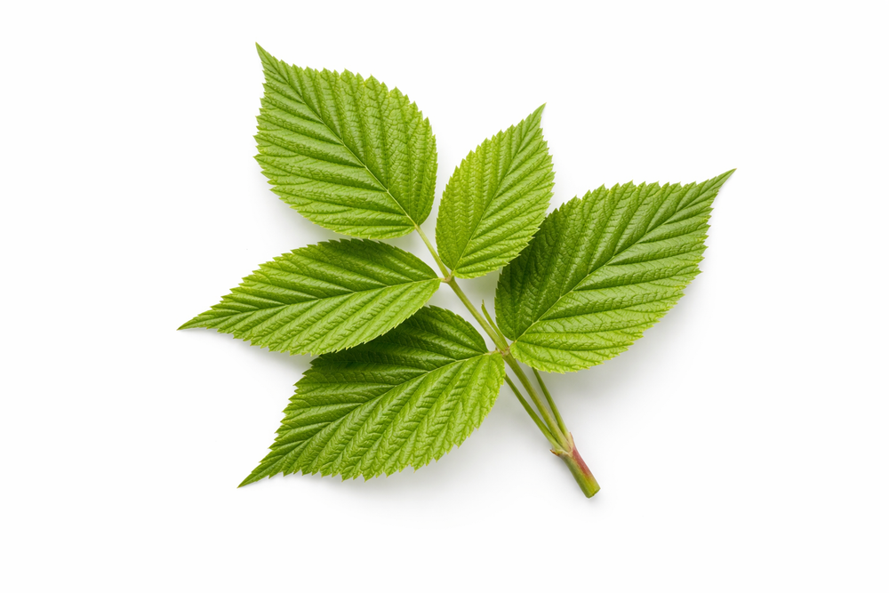 Raspberry Leaves